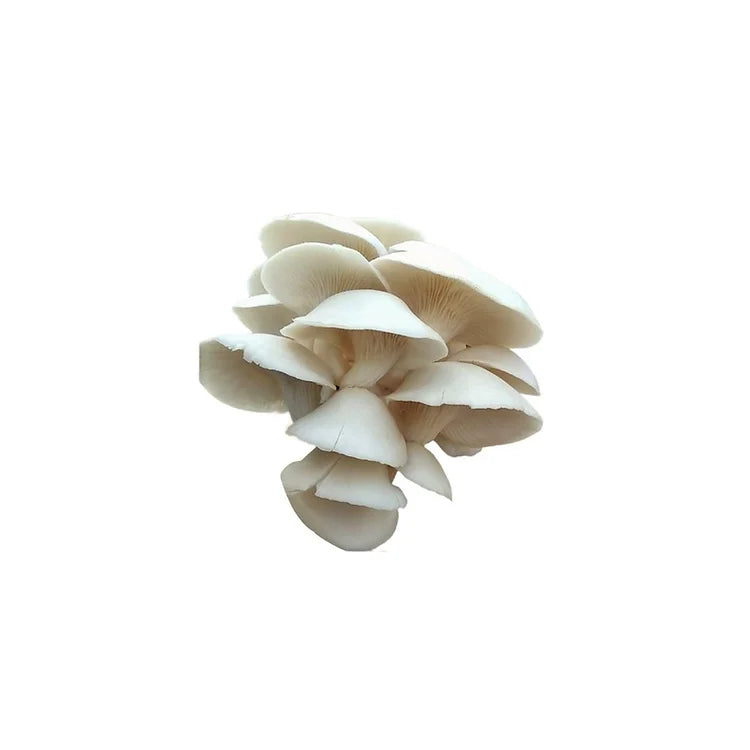Oyster Mushroom (Fresh)