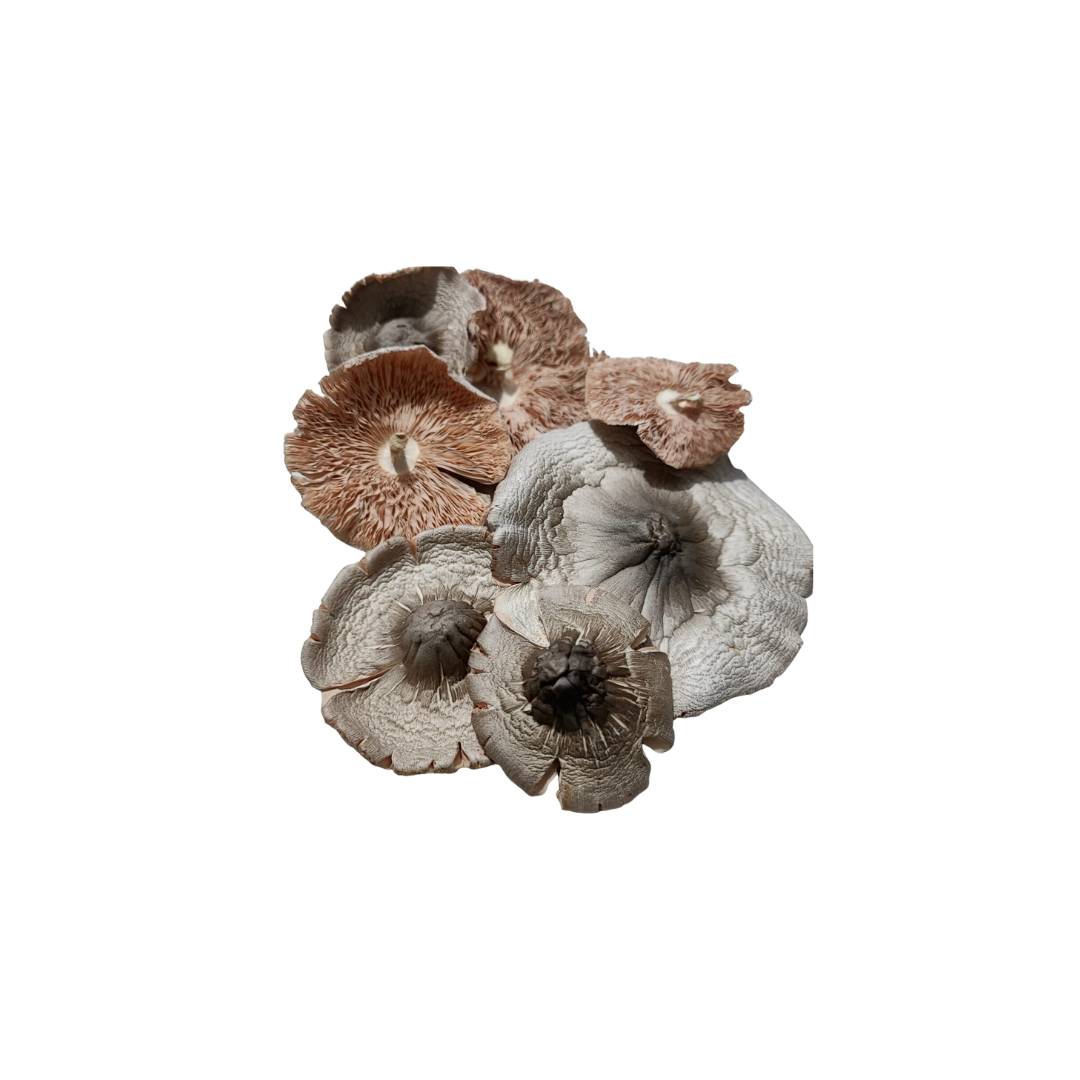 Straw Mushroom (Dried)